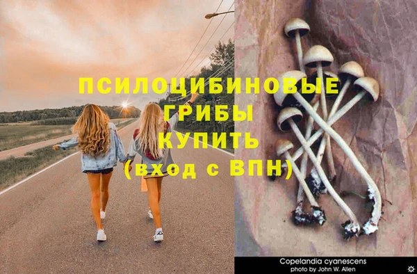 сатива Аркадак